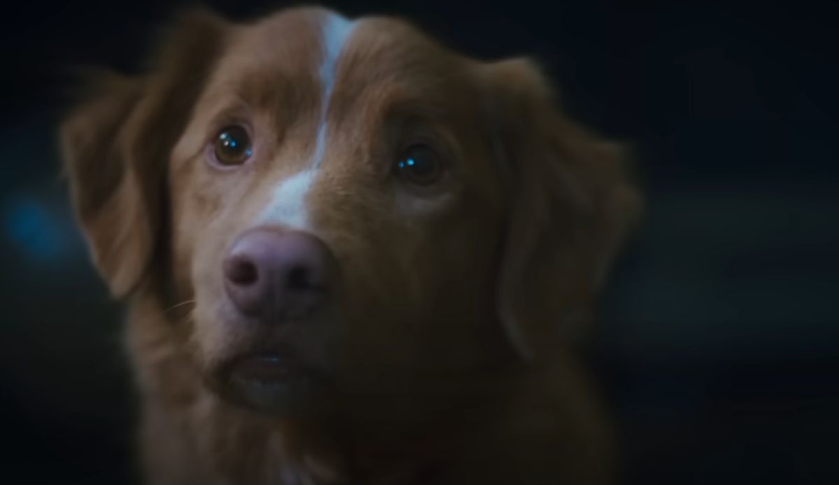 Indy, o cachorro protagonista do filme de terror "Good Boy", olhando com expressão assustada em uma cena escura