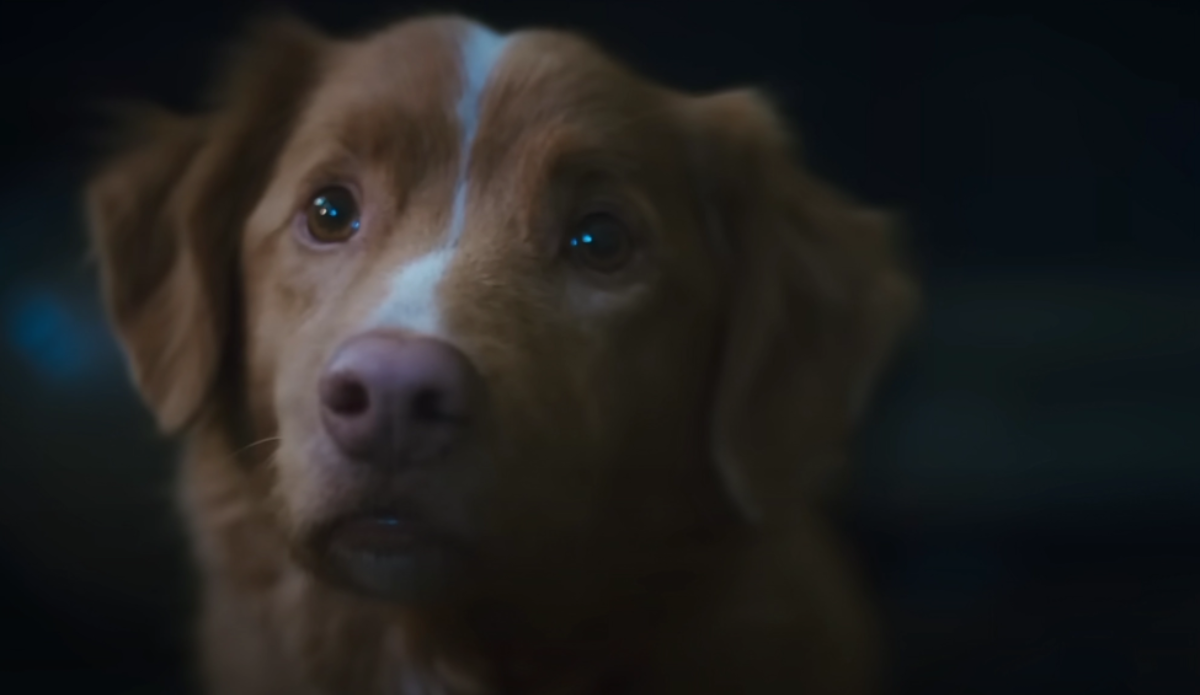 Indy, o cachorro do filme "Bom Menino"